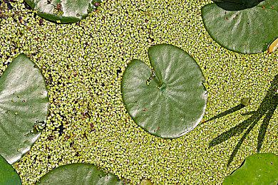 《最终幻想7：永恒危机》Steam免费上线 与手机版数据共通